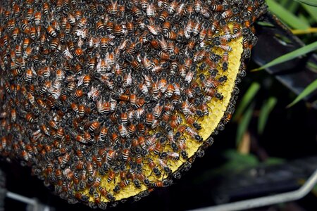 Insects the hive natural