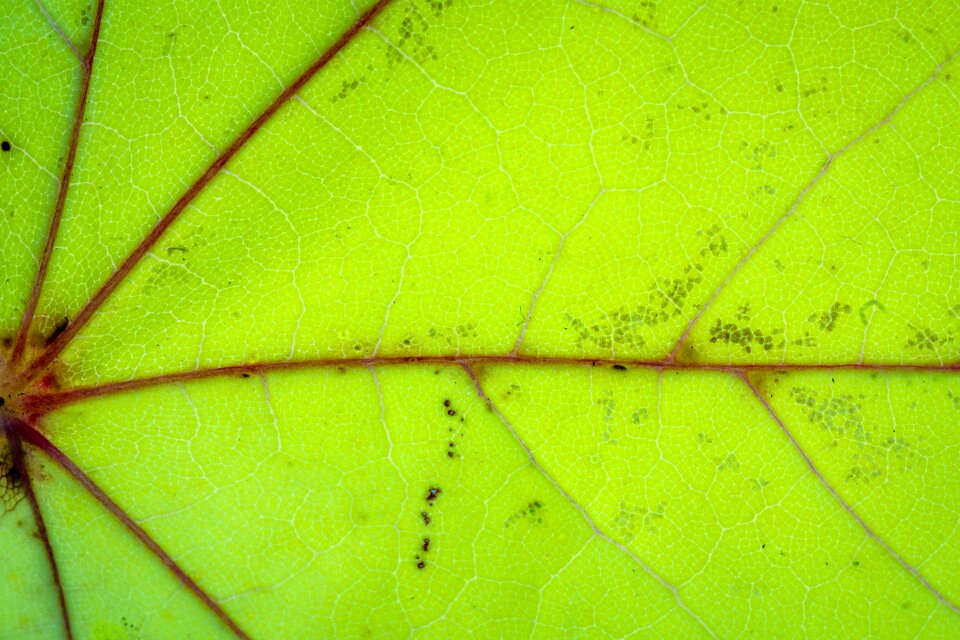 Fall foliage colors of autumn leaves in the autumn