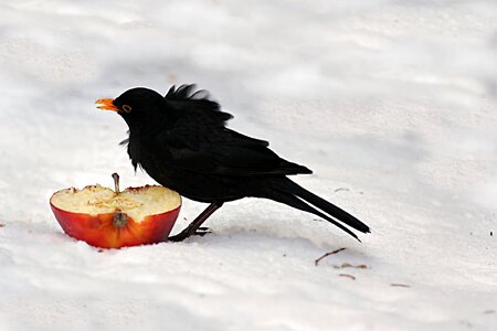 Winter snow windy photo