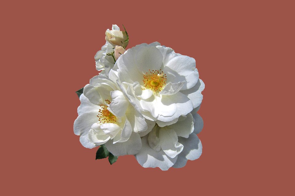 Rose flower close up floribunda diamond border