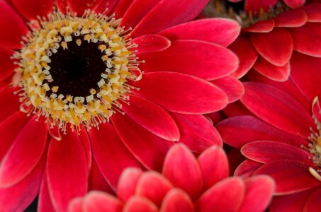 Red close up macro photo