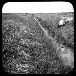 Snijden van riet, Bestanddeelnr 194-0328
