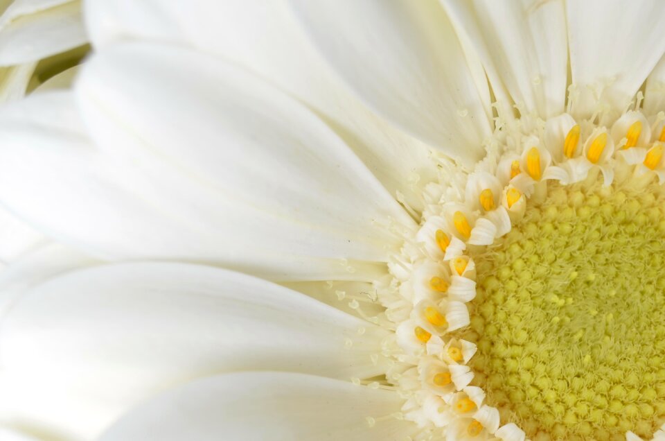 White summer blossom