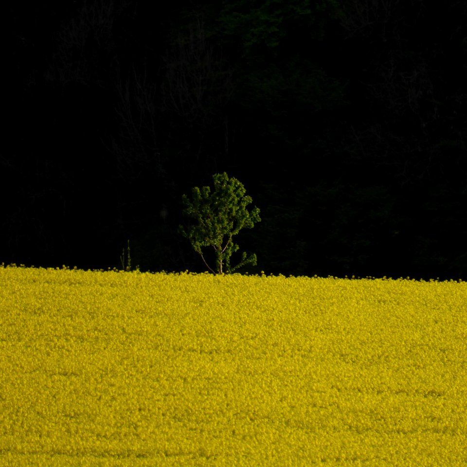 Solitärer Baum am Friedrichwald (Aachen)