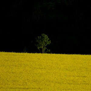 Solitärer Baum am Friedrichwald (Aachen)