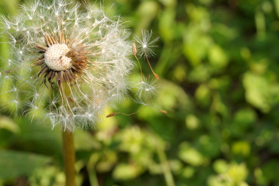 Seeds summer green