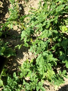 Solanum tuberosum Hermanns Blaue