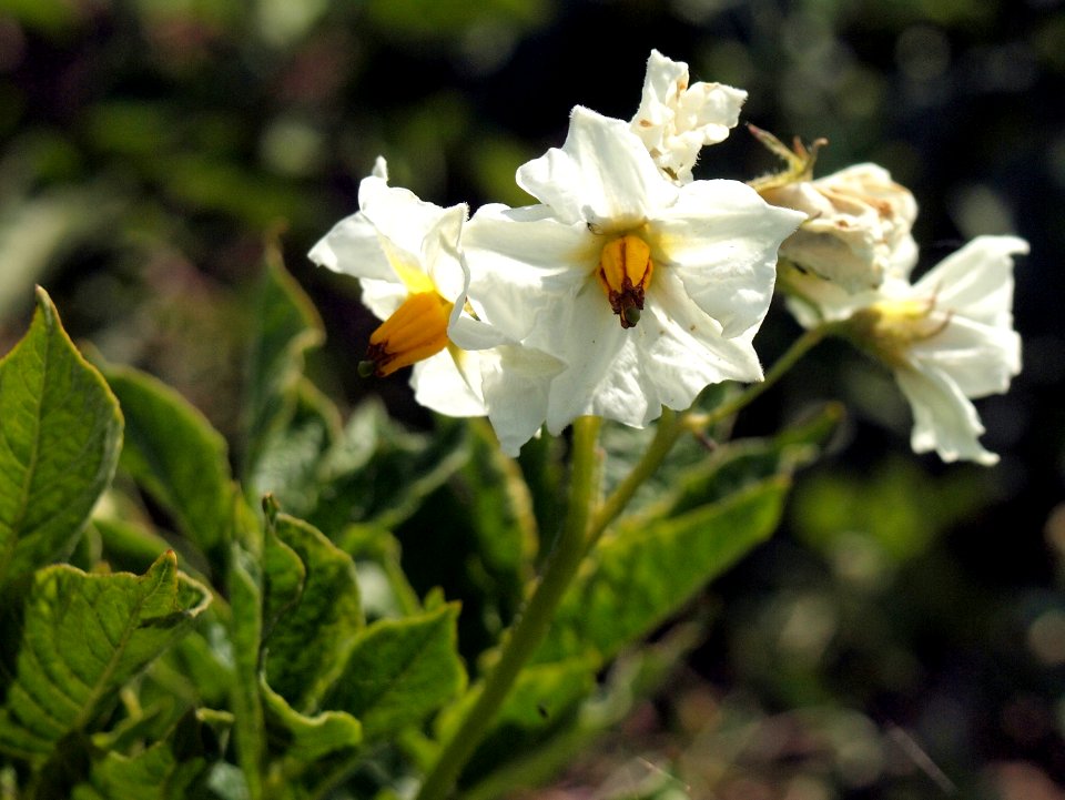 Solanum tuberosum Hela (04)