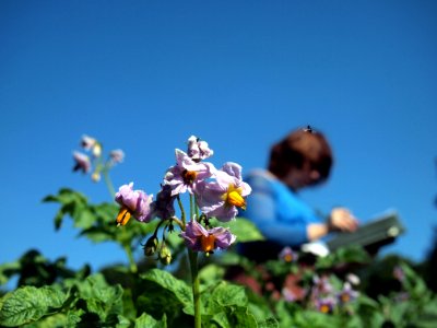 Solanum tuberosum Kum Jung (03)