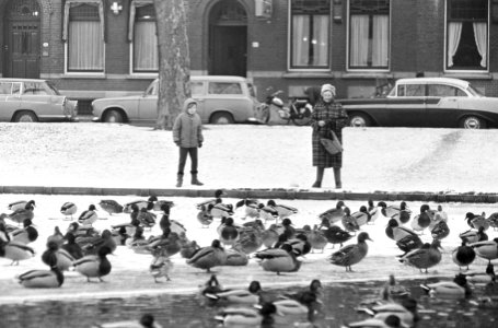 Sneeuw en ijs, vogels worden gevoerd, Bestanddeelnr 917-2862