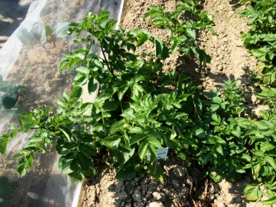 Solanum tuberosum Kuhbauch