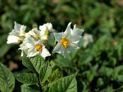 Solanum tuberosum Holtgaster Blaue (03)