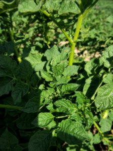 Solanum tuberosum Industrie (03)