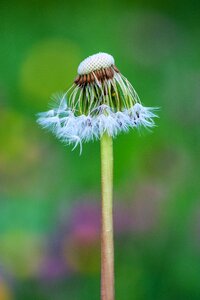 Plant macro garden
