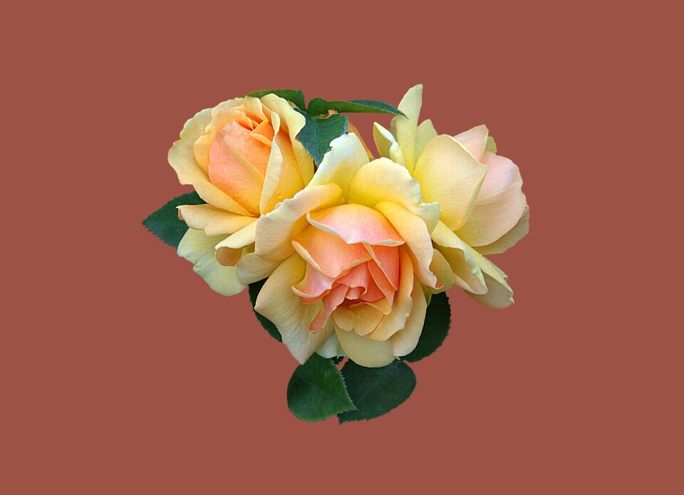 Rose flower close up floribunda hansestadt rostock