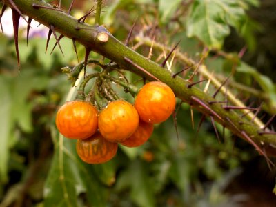 Solanum atropurpureum, Phipps Conservatory, 2015-10-01, 01 photo
