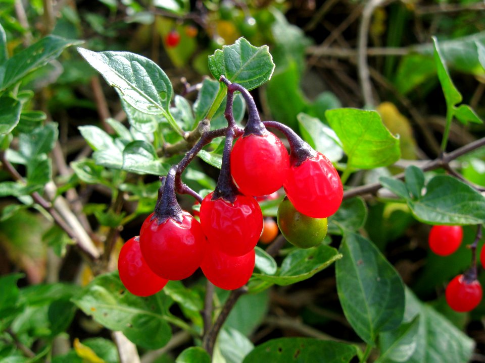 Solanum dulcamara, Beechview, 2020-09-30, 02