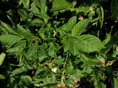 Solanum tuberosum Mr. Bresee (02)