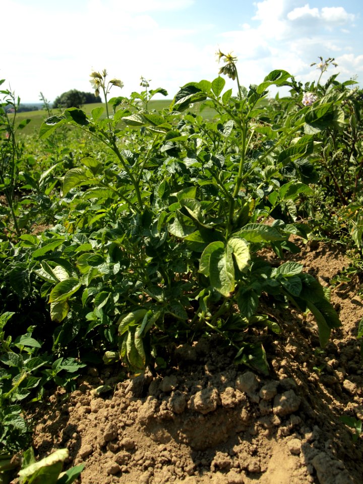 Solanum tuberosum Norddeutsche Inseln