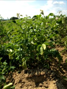 Solanum tuberosum Norddeutsche Inseln