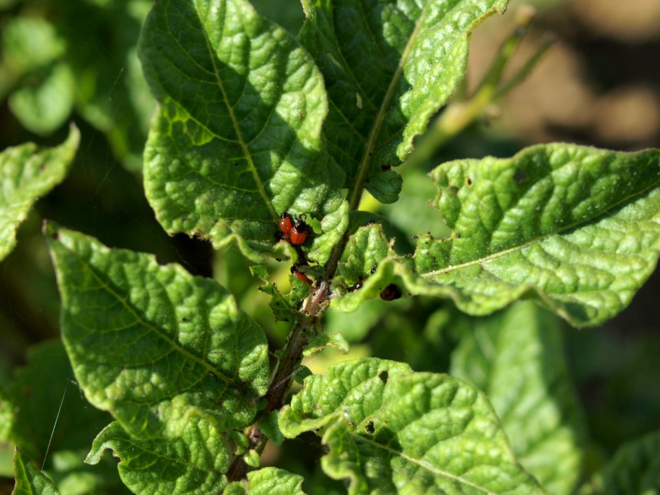 Solanum tuberosum Blauer Schwede (02)