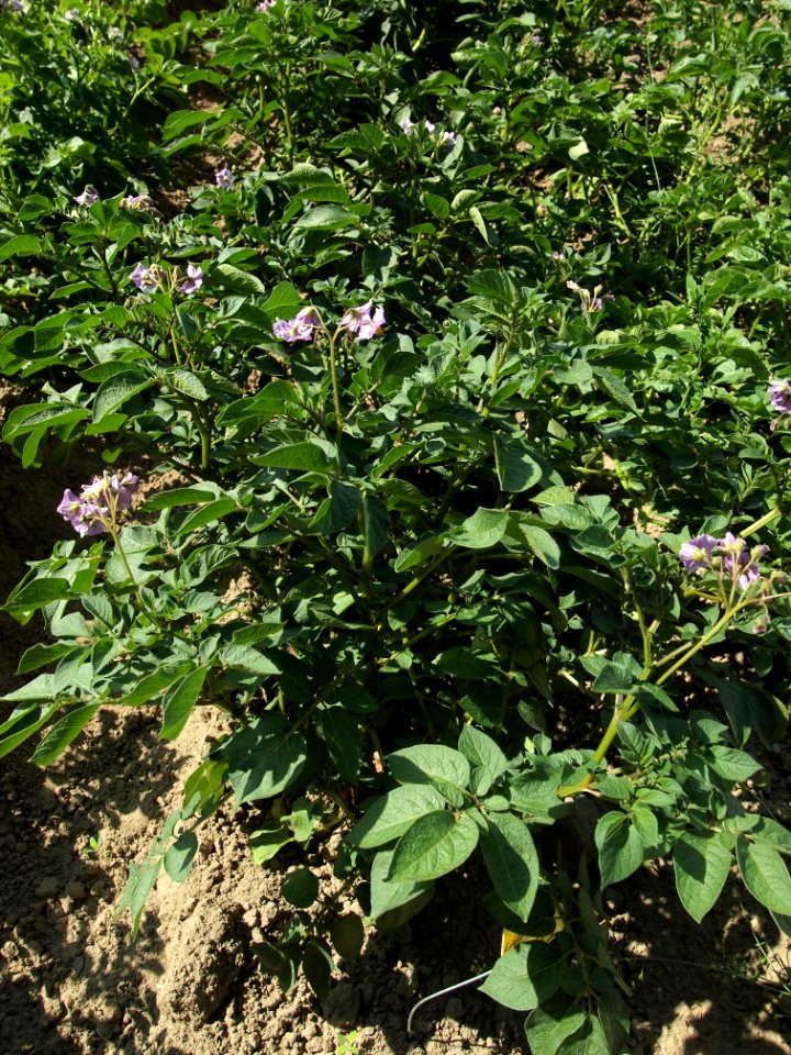 Solanum tuberosum Ciclame