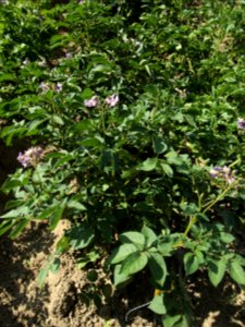 Solanum tuberosum Ciclame
