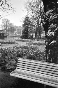 Sneeuw in april, Frederiksplein-bank onder sneeuw met narcisjes erachter, Bestanddeelnr 919-0291