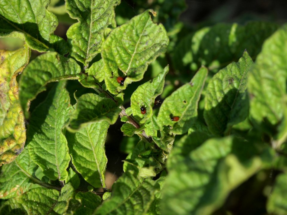 Solanum tuberosum Blauer Schwede (03)