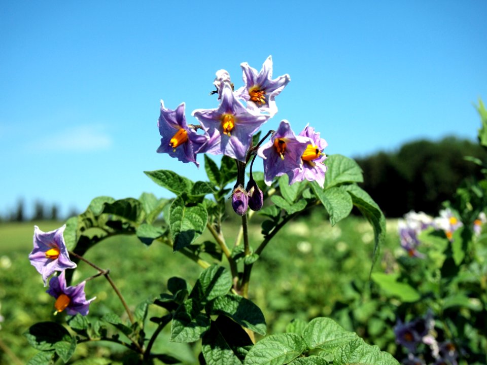 Solanum tuberosum Blue Bell (02)