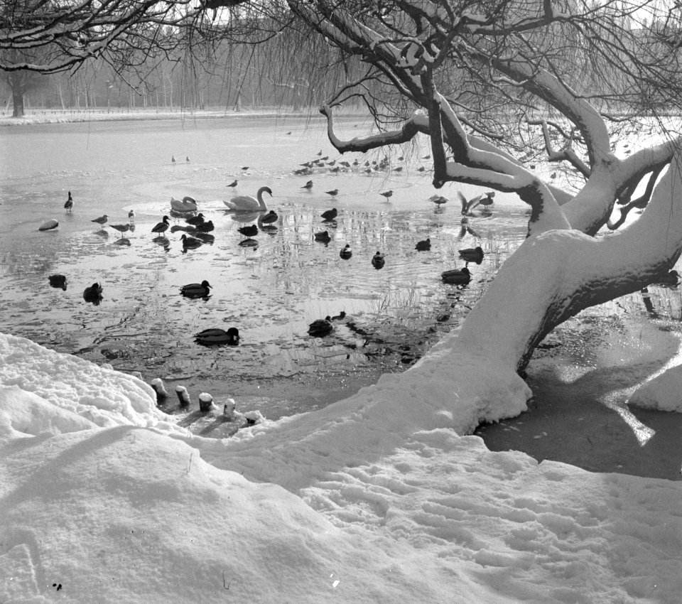 Sneeuwplaatje Vondelpark, Bestanddeelnr 904-9514