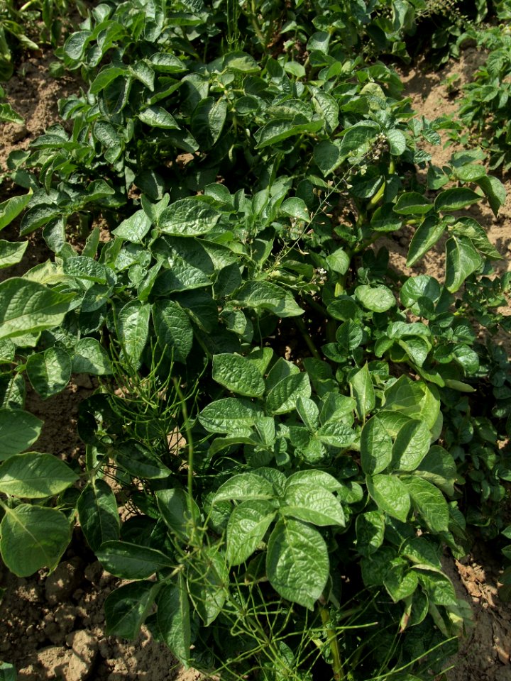 Solanum tuberosum Belle de Fontenay (03)