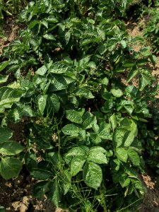 Solanum tuberosum Belle de Fontenay (03)