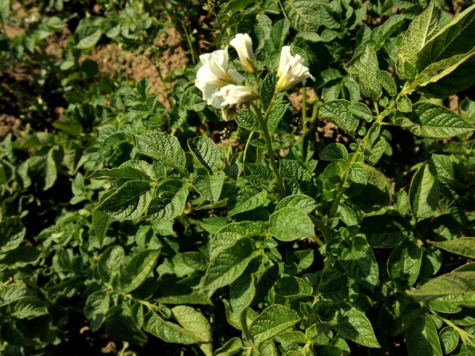 Solanum tuberosum Norddeutsche Inseln (02)