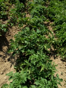 Solanum tuberosum Blaue Uttenwill (02)