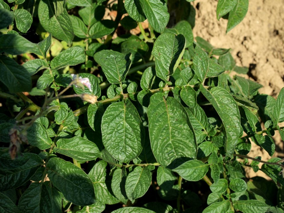 Solanum tuberosum Blue Bell (05)