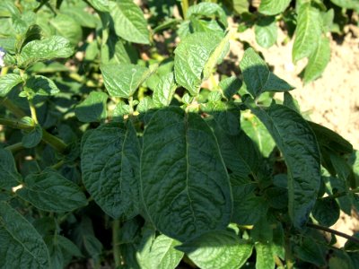 Solanum tuberosum Blue Bell (04)