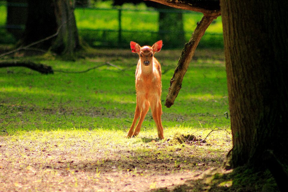Mammals nature female