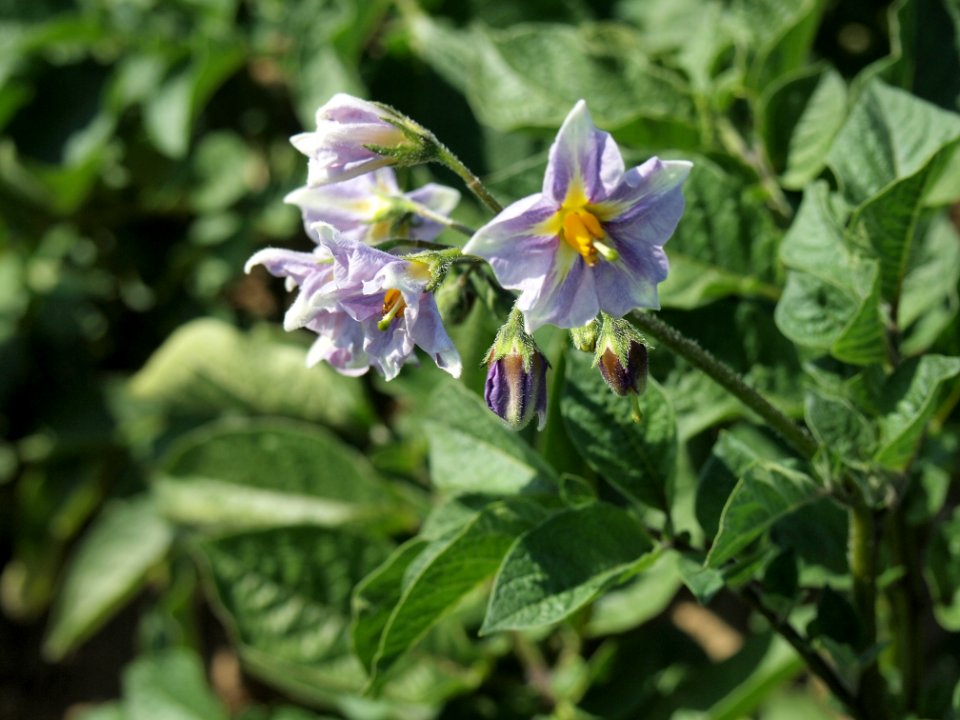 Solanum tuberosum Blue Christie (03)