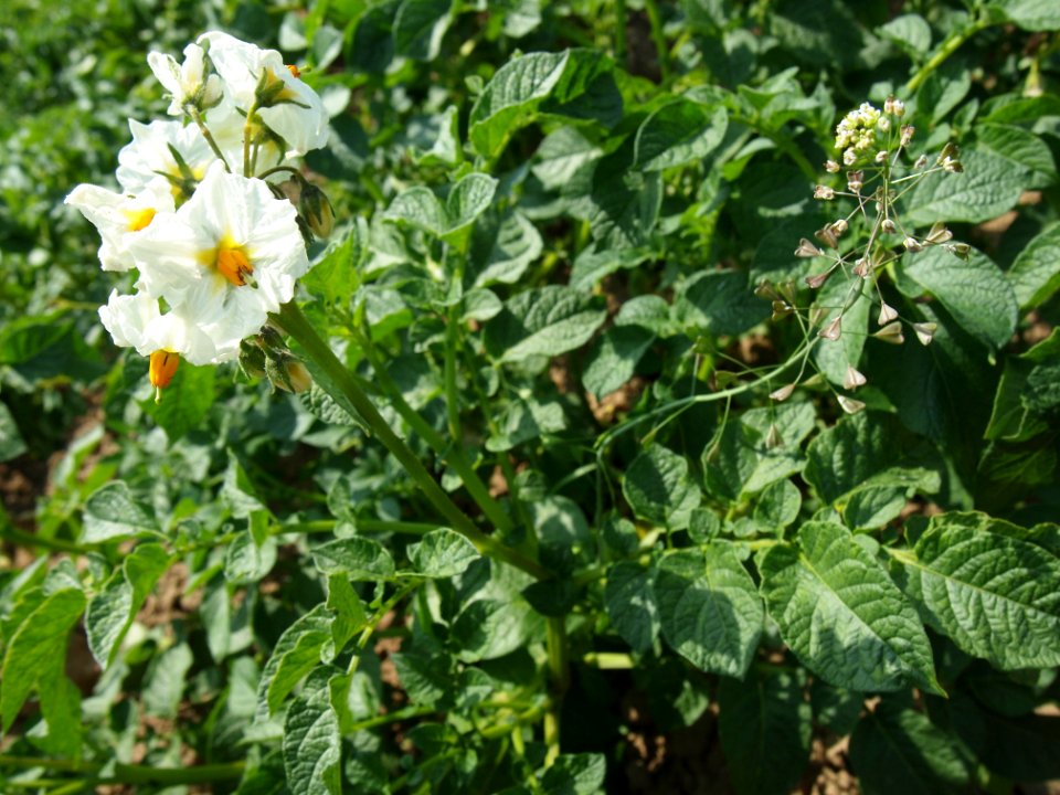 Solanum tuberosum Hansa (02)