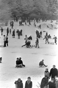 Sneeuw in Amsterdamse Bos drukte bij sleetje rijden, Bestanddeelnr 921-9764