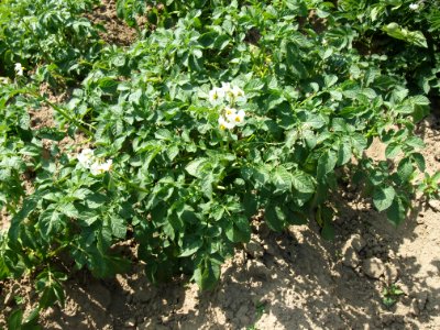 Solanum tuberosum Hansa