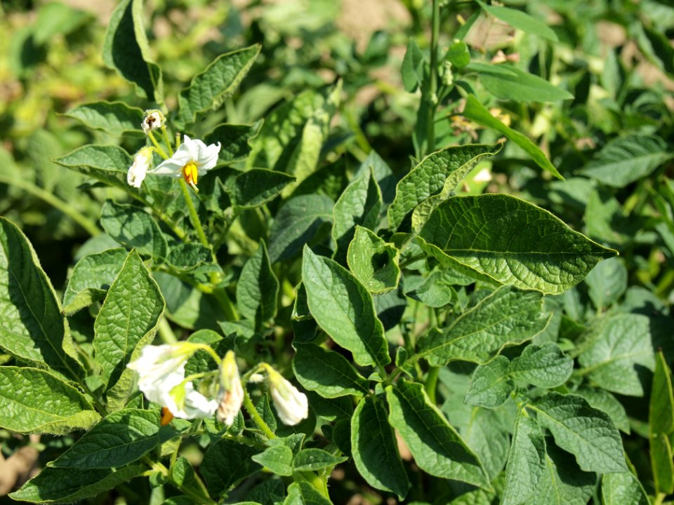 Solanum tuberosum Ennstaler Alpe (03)