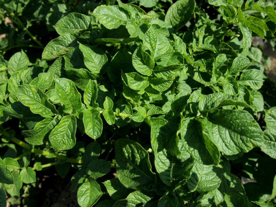 Solanum tuberosum Kum Jung (05)