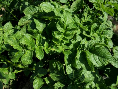 Solanum tuberosum Kum Jung (05)