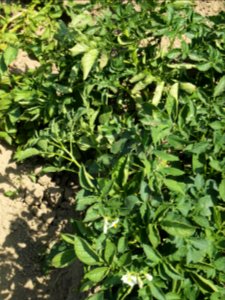 Solanum tuberosum Ennstaler Alpe (04)