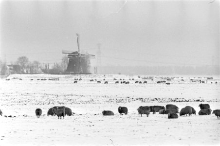 Sneeuw schapen in de sneeuw bij Abcoude, Bestanddeelnr 928-3832