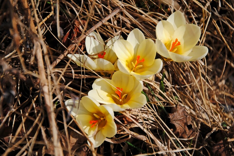 Our characters spring flowers grass
