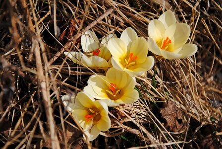Our characters spring flowers grass