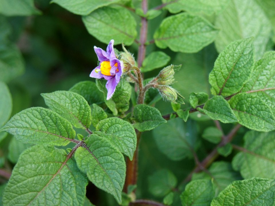 Solanum tuberosum Cheyenne (05)